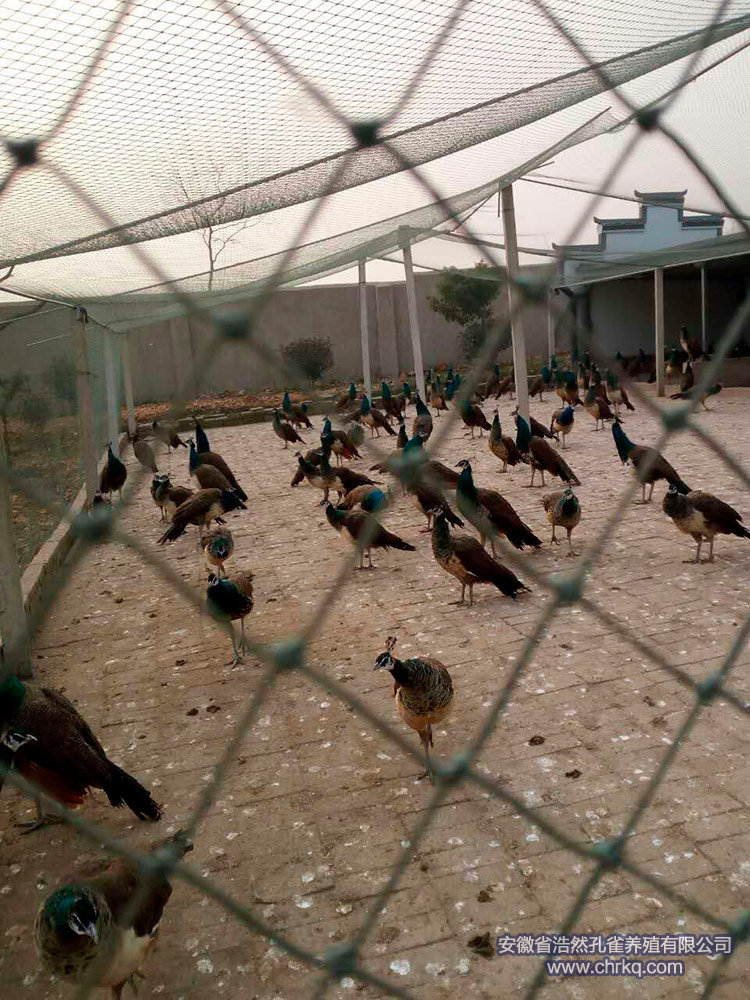 浩然孔雀养殖场